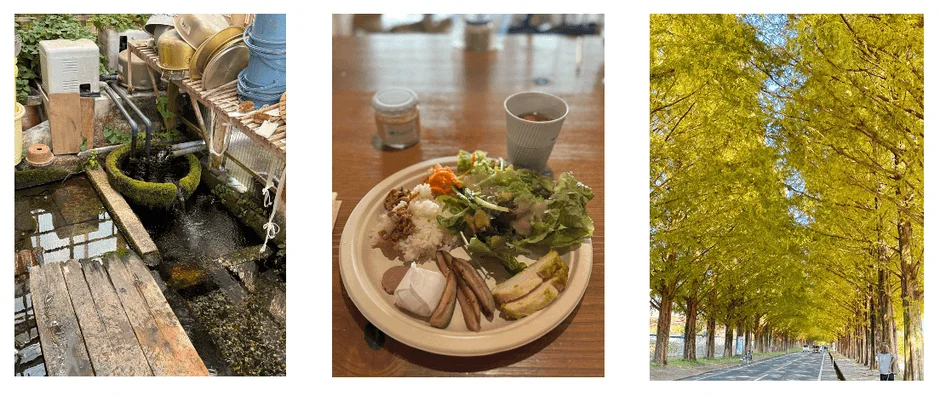 リトリート中の和風庭園、ランチ、並木道の風景