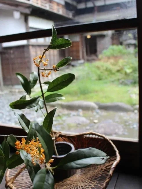 お茶のおもてなし