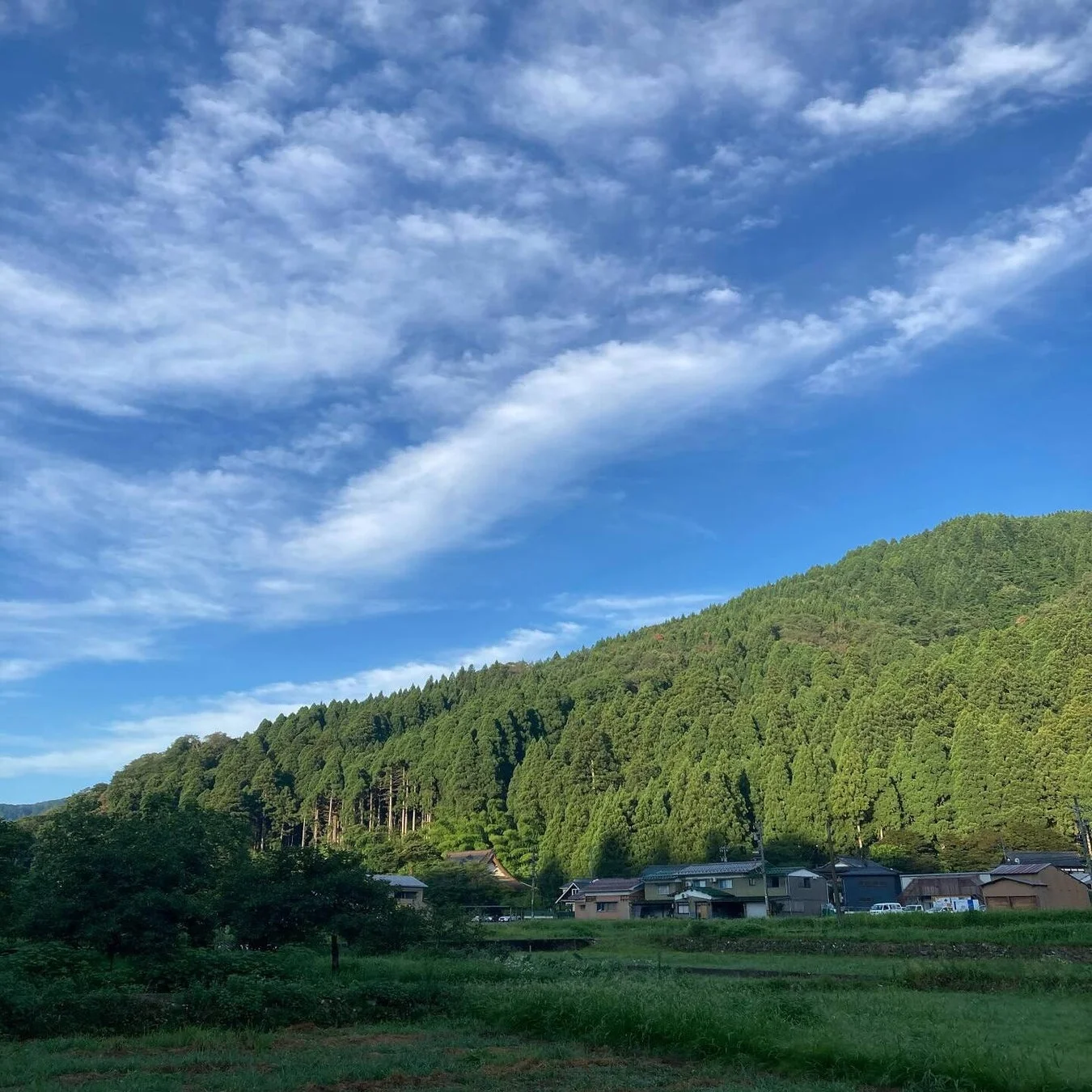 緑豊かな山々が広がる美山地区の風景