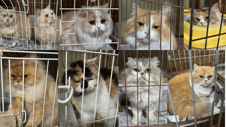 ケージに入った複数の猫