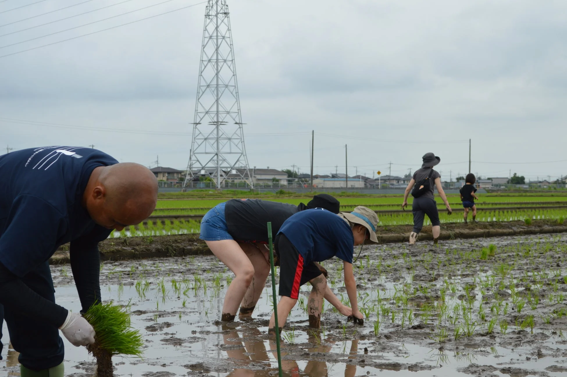 田植え体験の様子