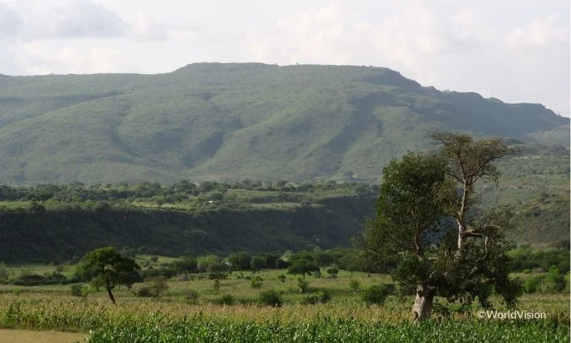 自然、風景、山、緑、畑、木、農村、農業