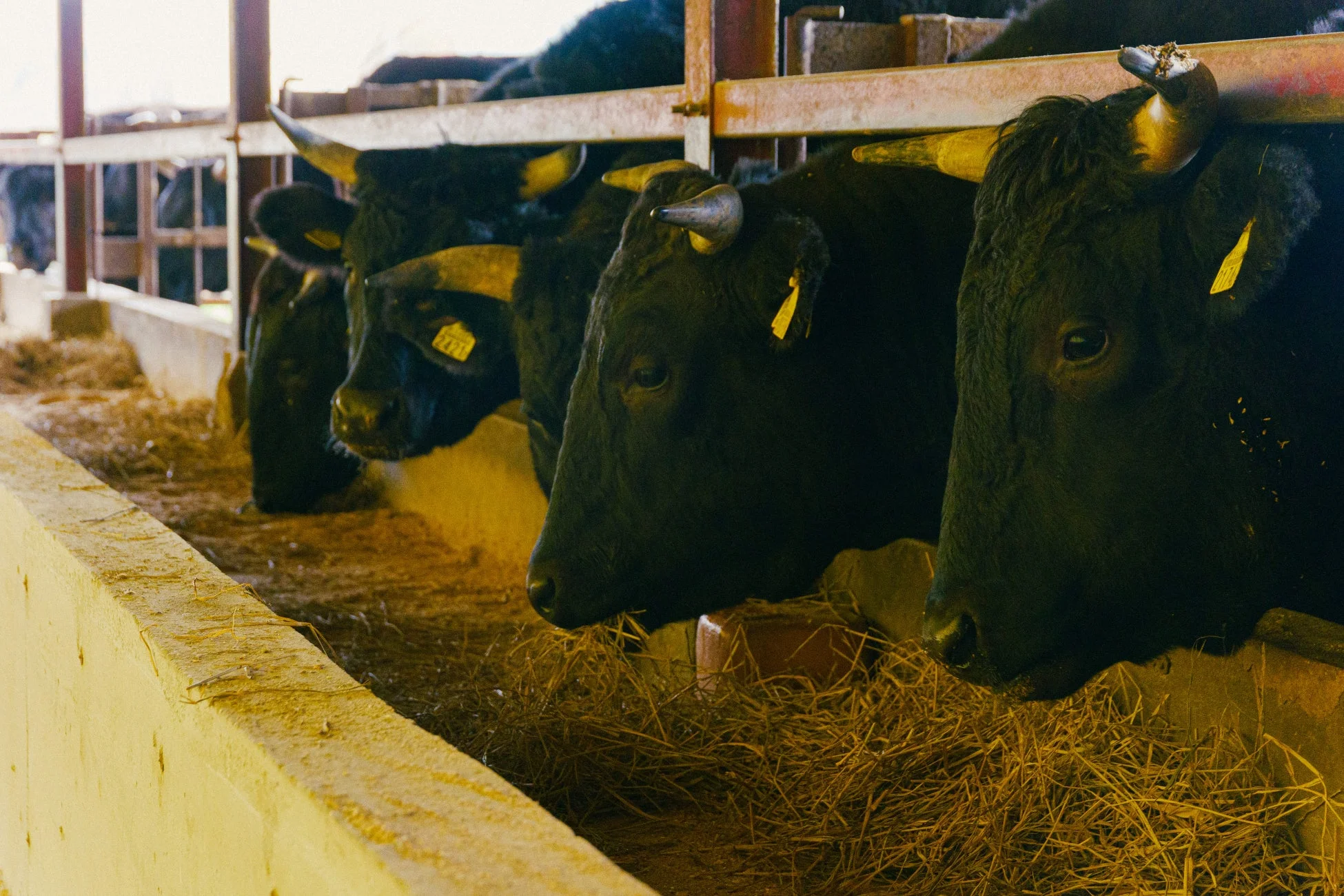 畜舎の中で、数頭の黒い牛が頭を下げて干し草を食べている様子が写っています