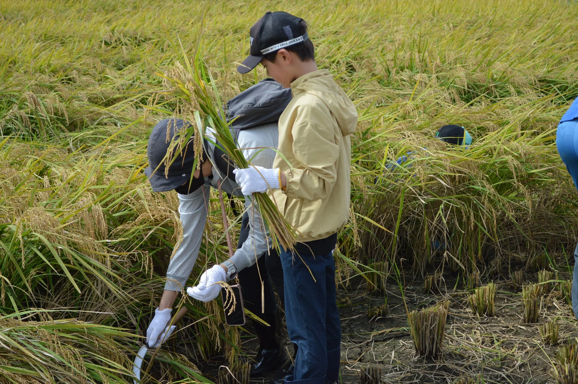 稲刈り体験の様子