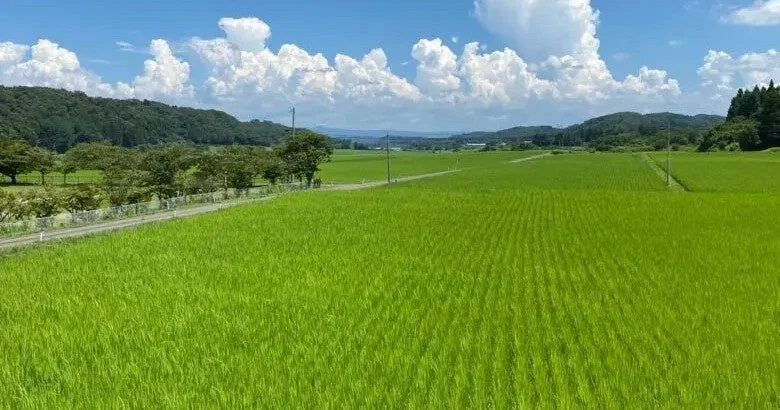 青い空と白い雲の下、鮮やかな緑色の水田が広がる田園風景です