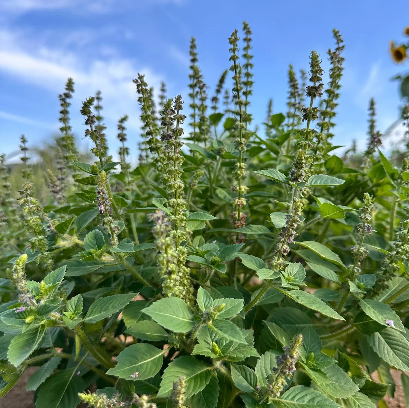 ホーリーバジルの花