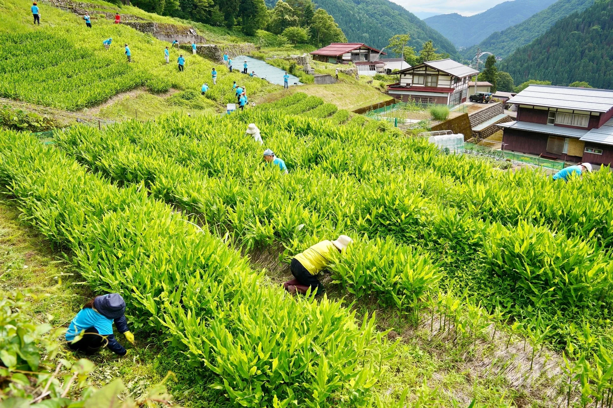 段々畑で農作業をする人々