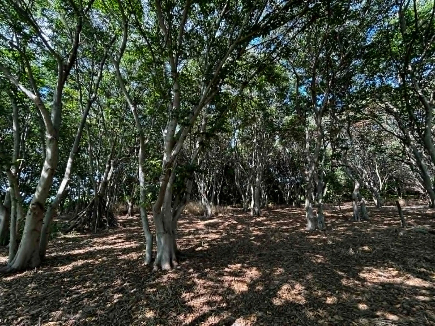 木々が生い茂る森の風景