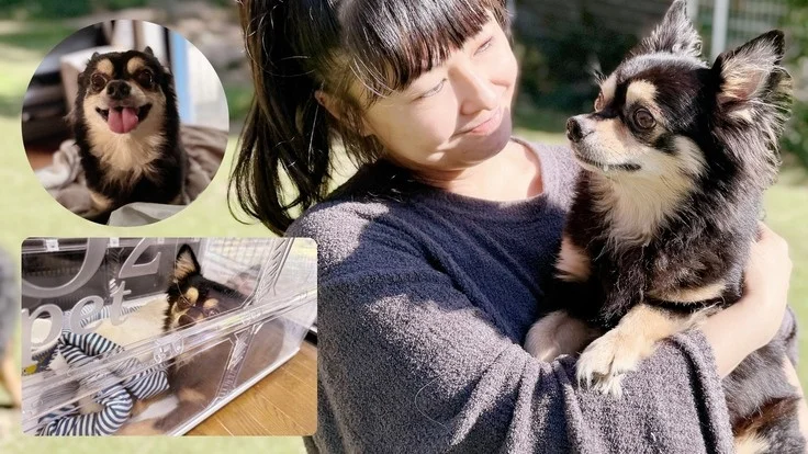 女性がロングコートチワワを抱いている