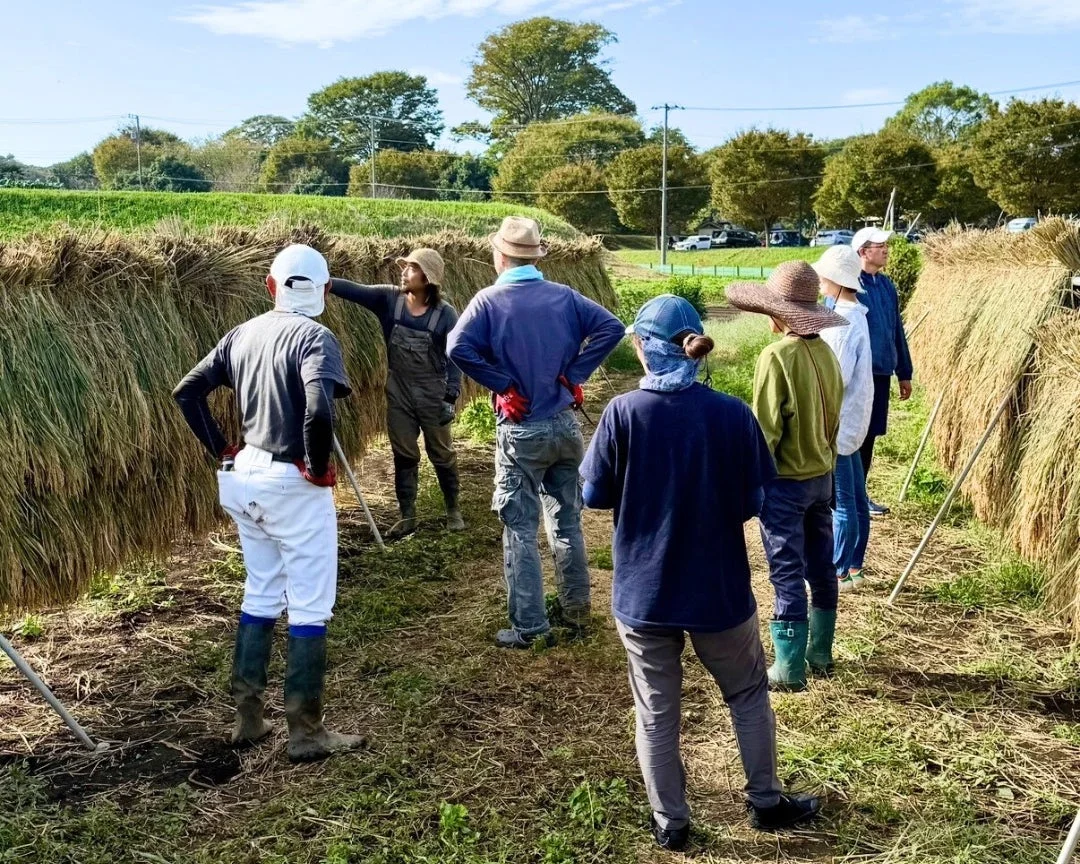田んぼで収穫された稲を稲架掛けしている人々が写っている