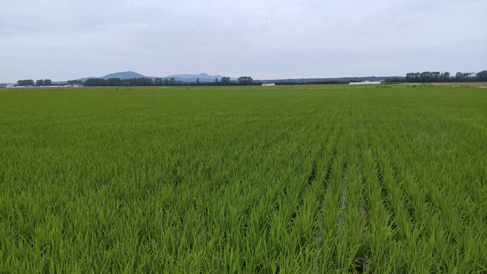 広大な水田風景