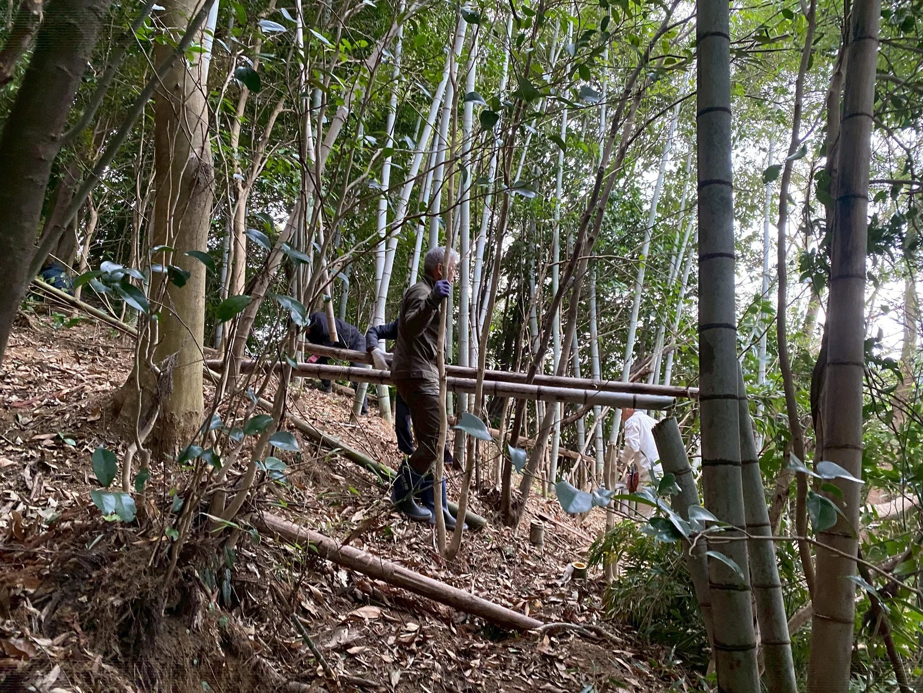 竹林での作業