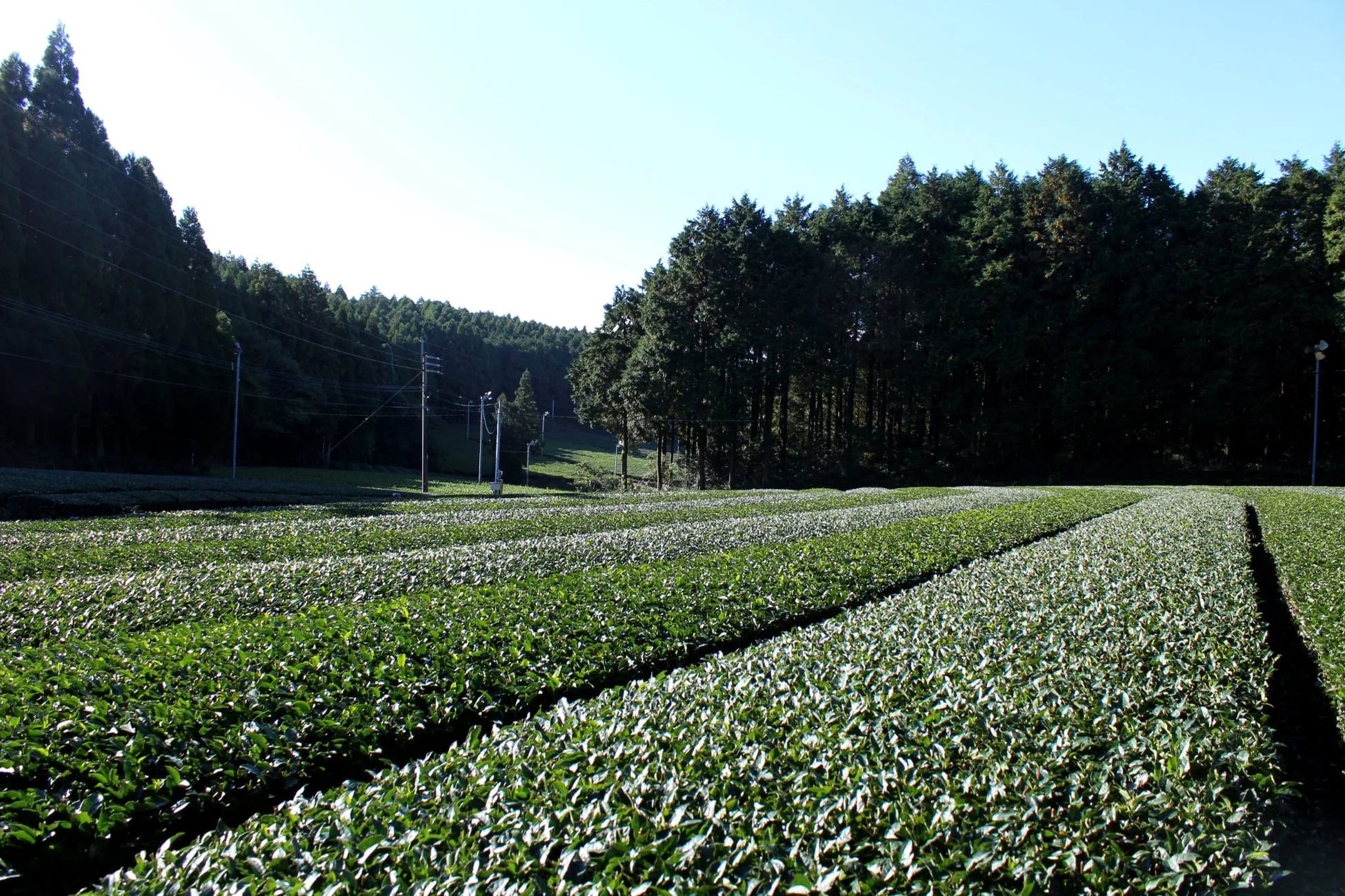 広がる茶畑の風景
