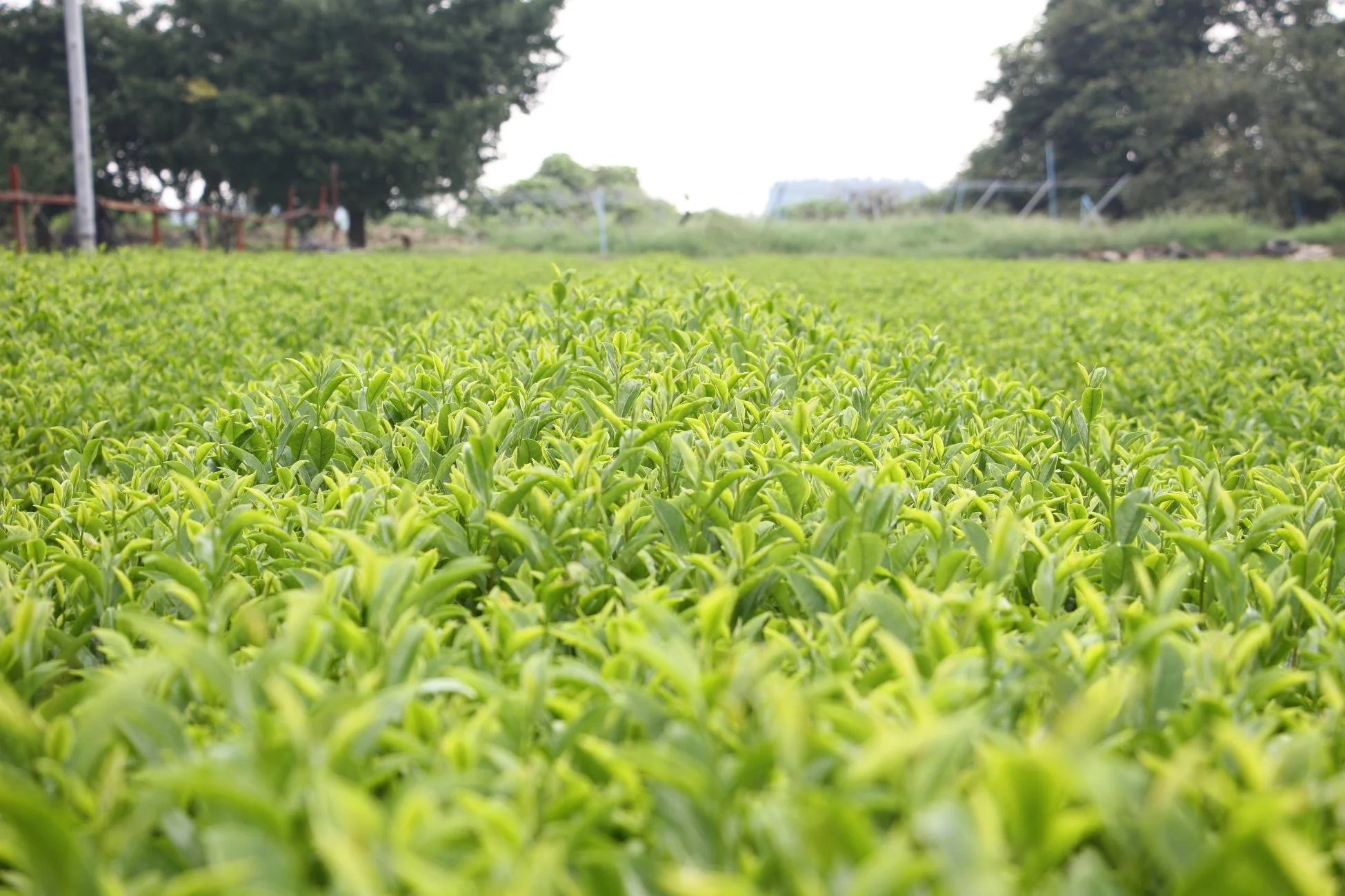 広がる茶畑の風景