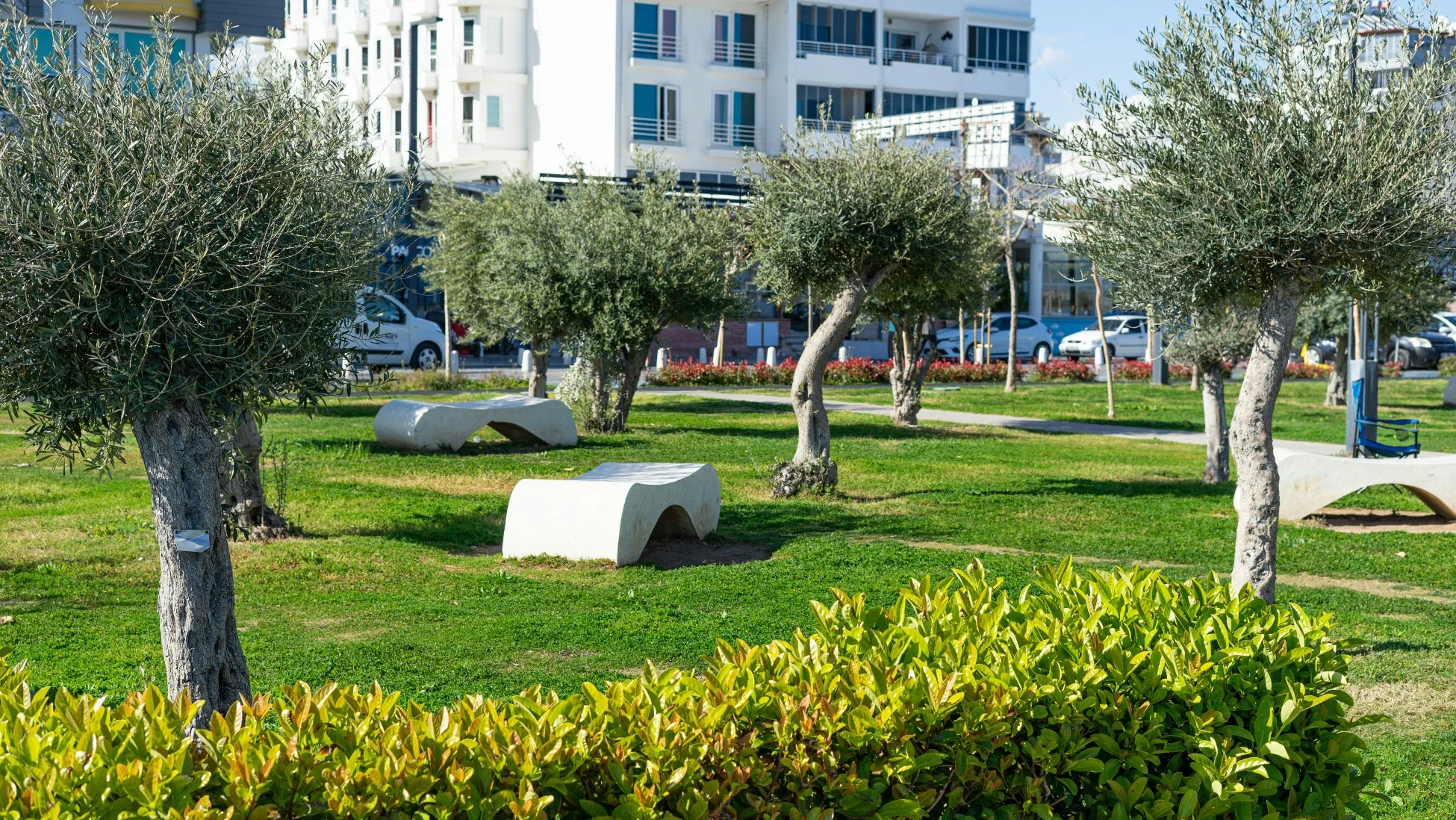 公園の芝生広場にオリーブの木とベンチが配置されている風景