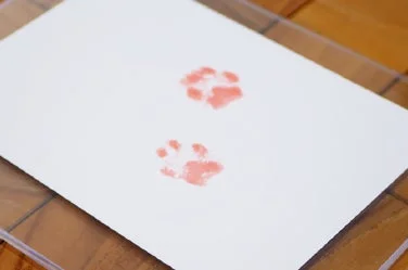ピンクの肉球の足跡