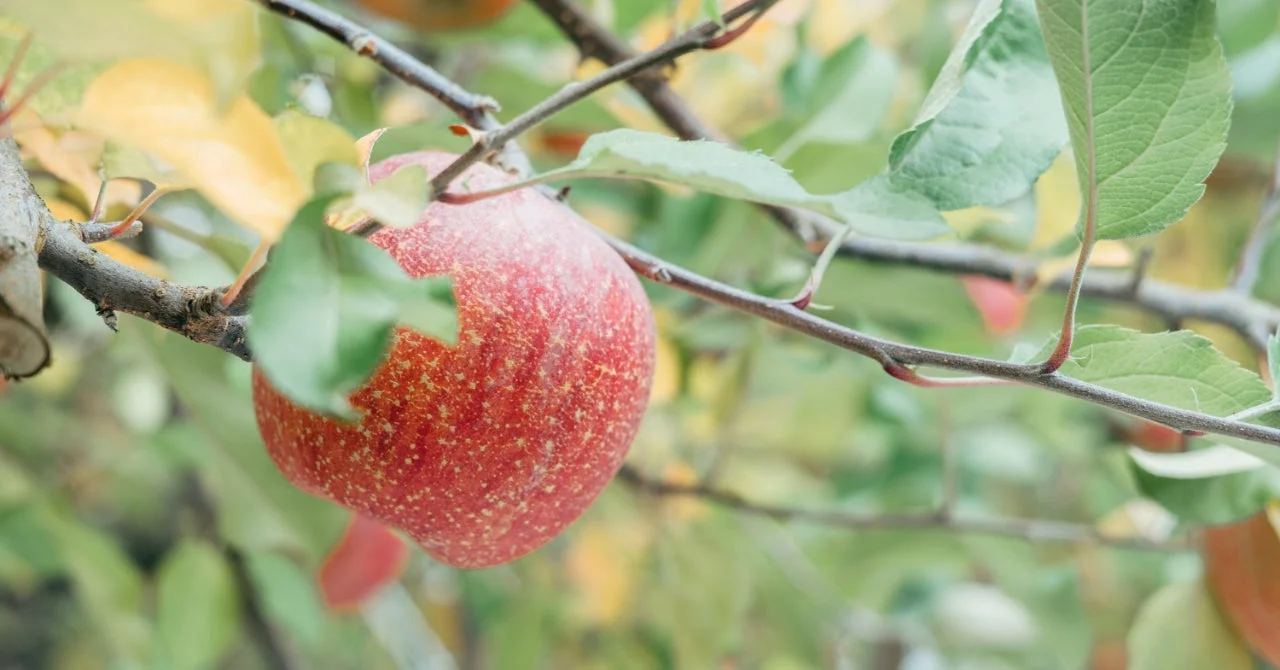 りんごの木