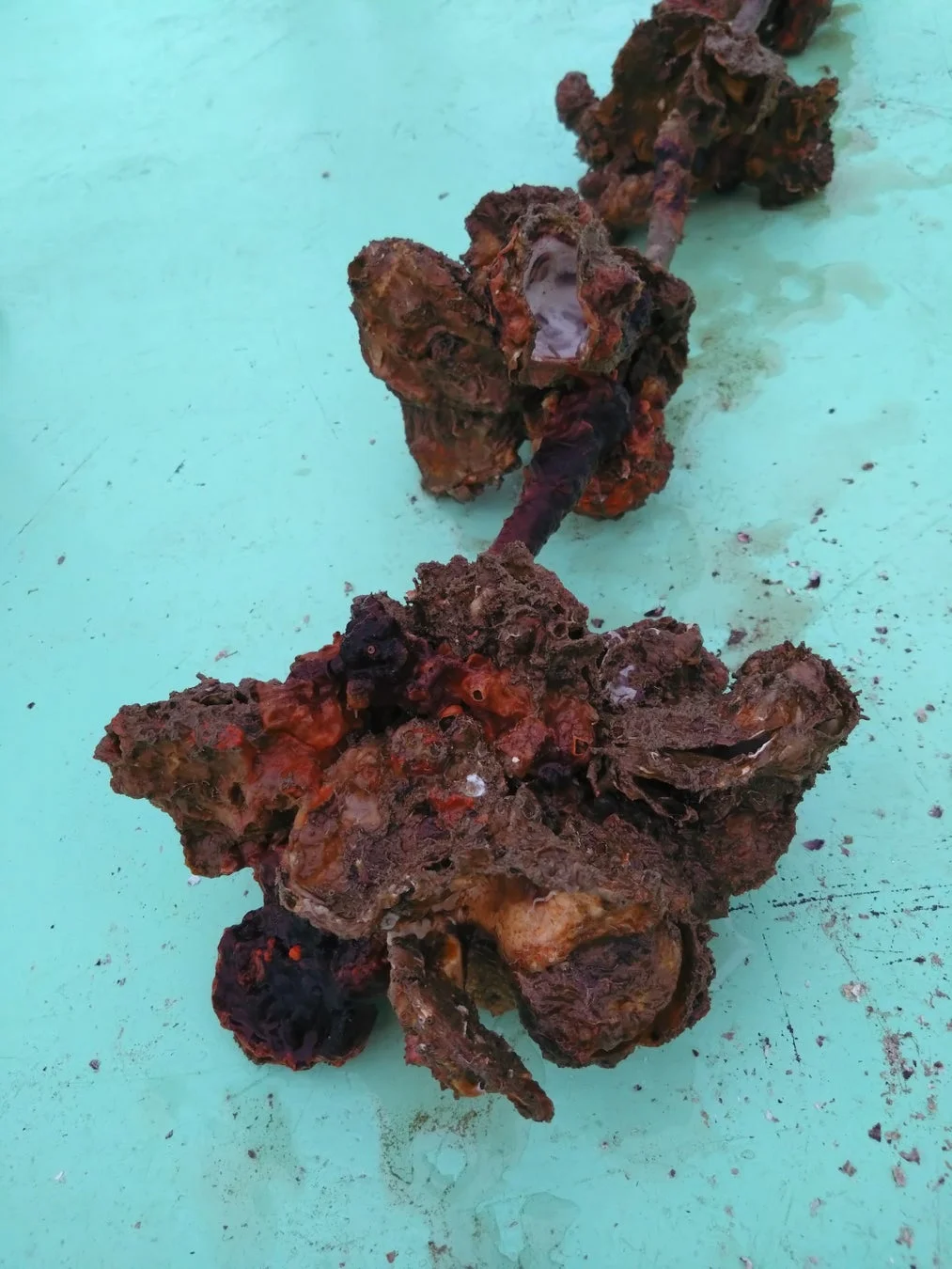 海底から引き上げられたような錆びた金属の塊