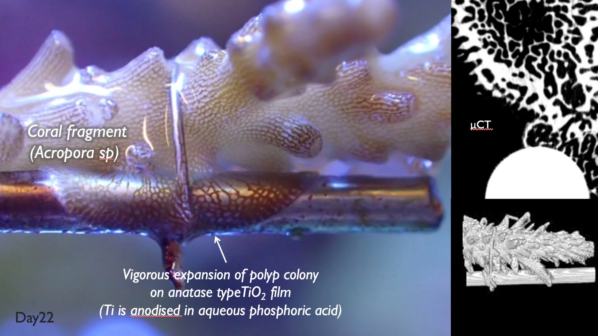 サンゴのポリプがアナターゼ型酸化チタンフィルム上で活発に拡大している様子