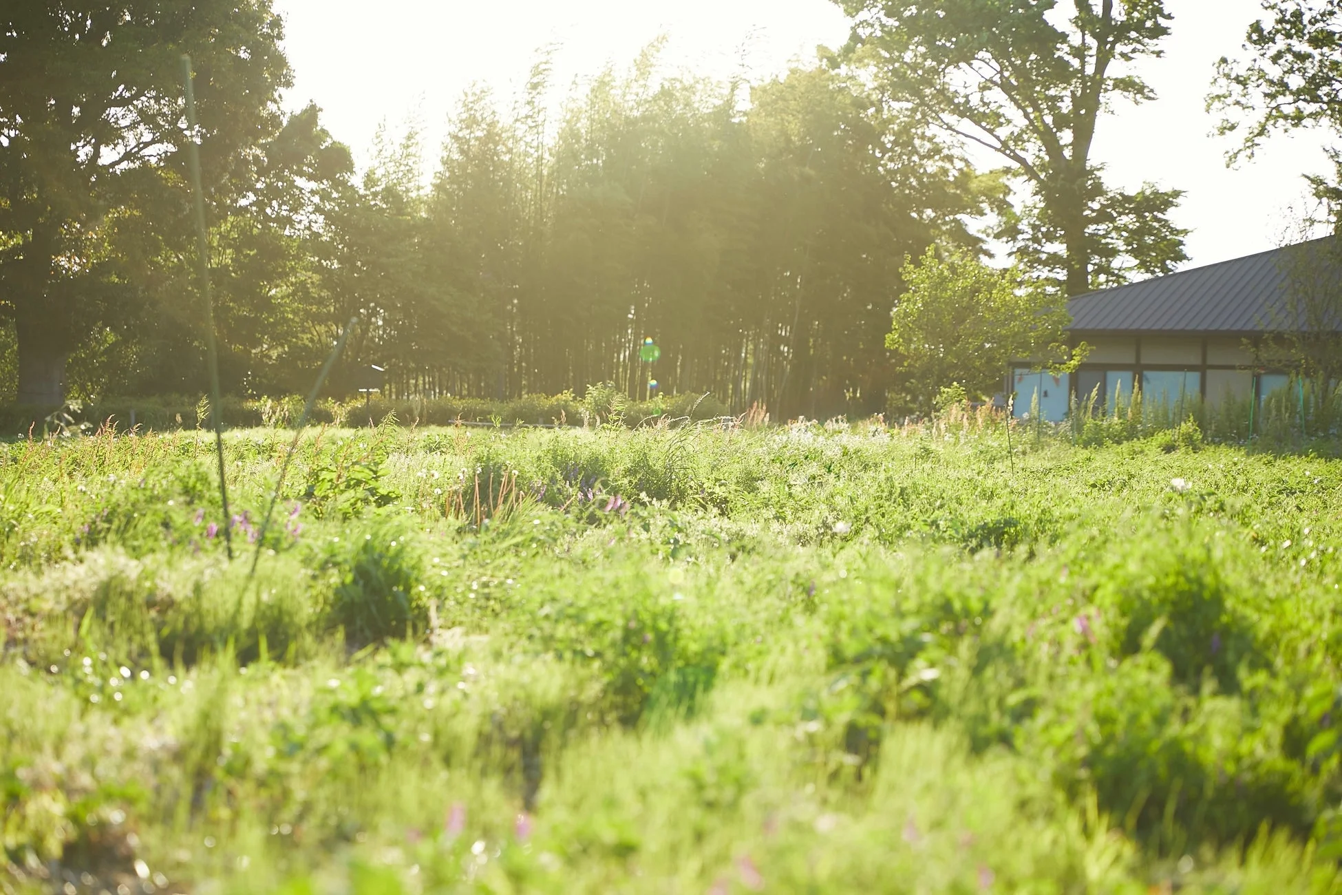 太陽の光が降り注ぐ緑豊かな畑の風景