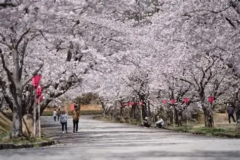 桜並木が続く風景