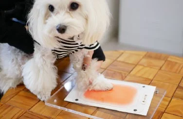 マルチーズが足形を取っている様子