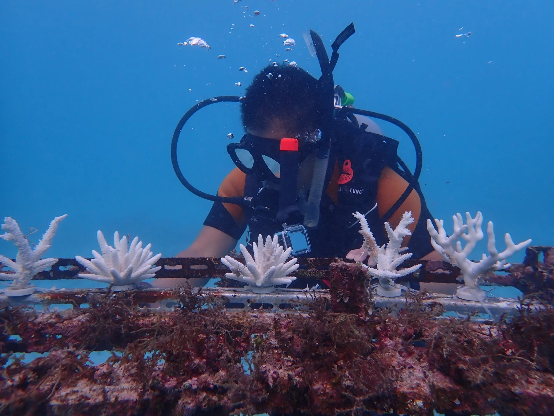 水中深く、ダイバーがサンゴの育成作業を行っている様子