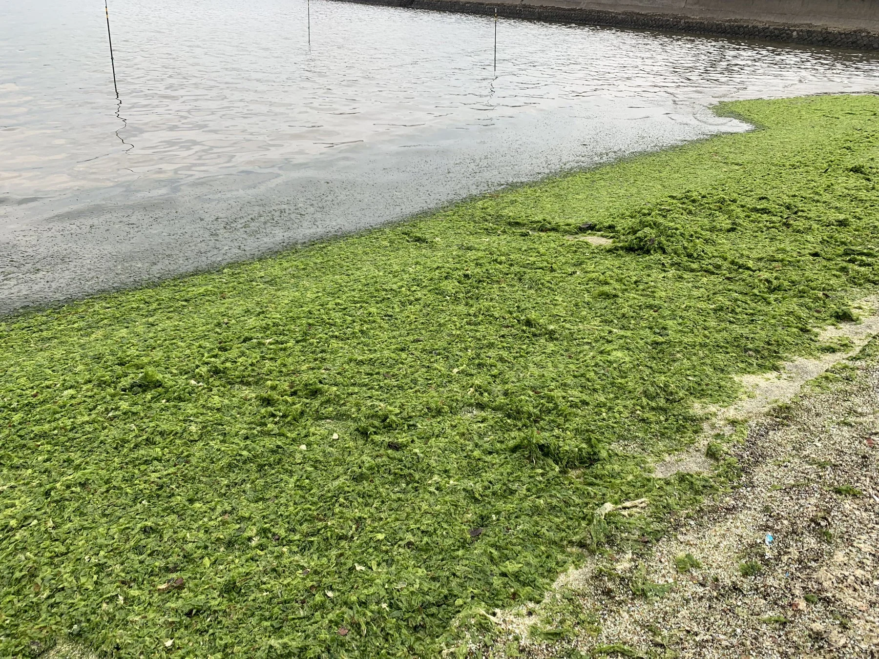 岸辺の海藻