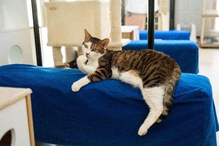 青いクッションでくつろぐキジ白猫