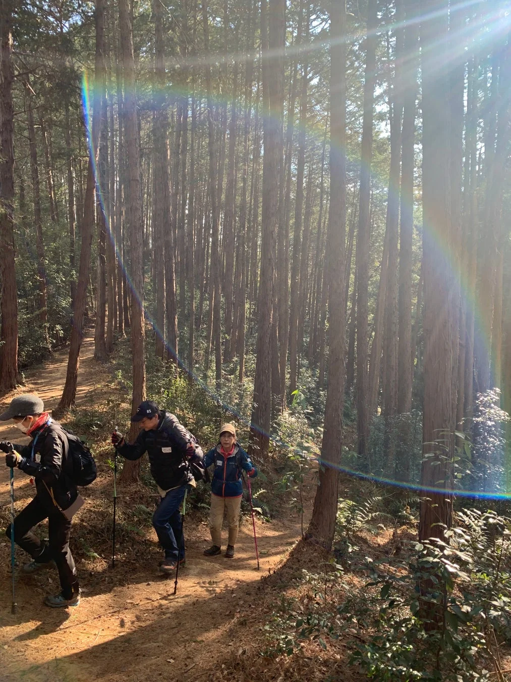 太陽の光が差し込む森の中をトレッキングポールで進むハイカー
