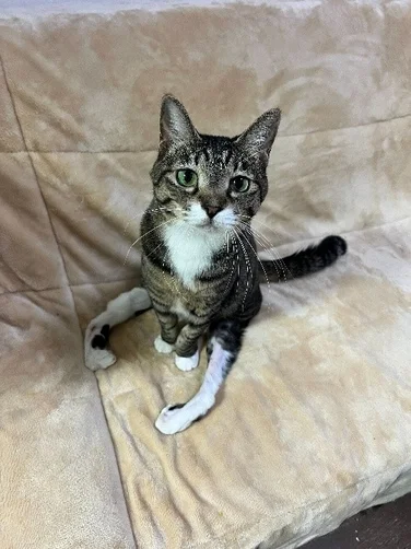 ソファでくつろぐタビー猫