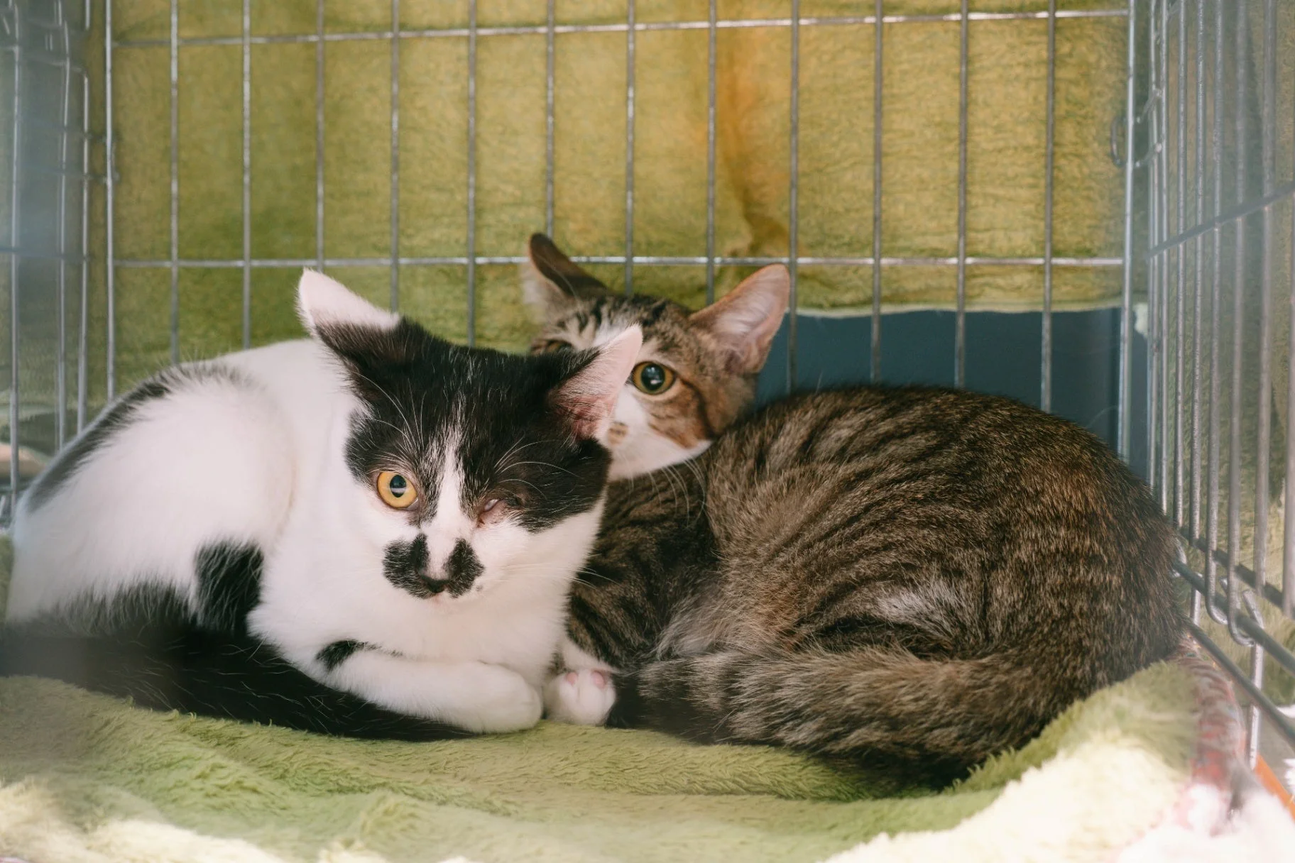 ケージの中で寄り添う子猫二匹