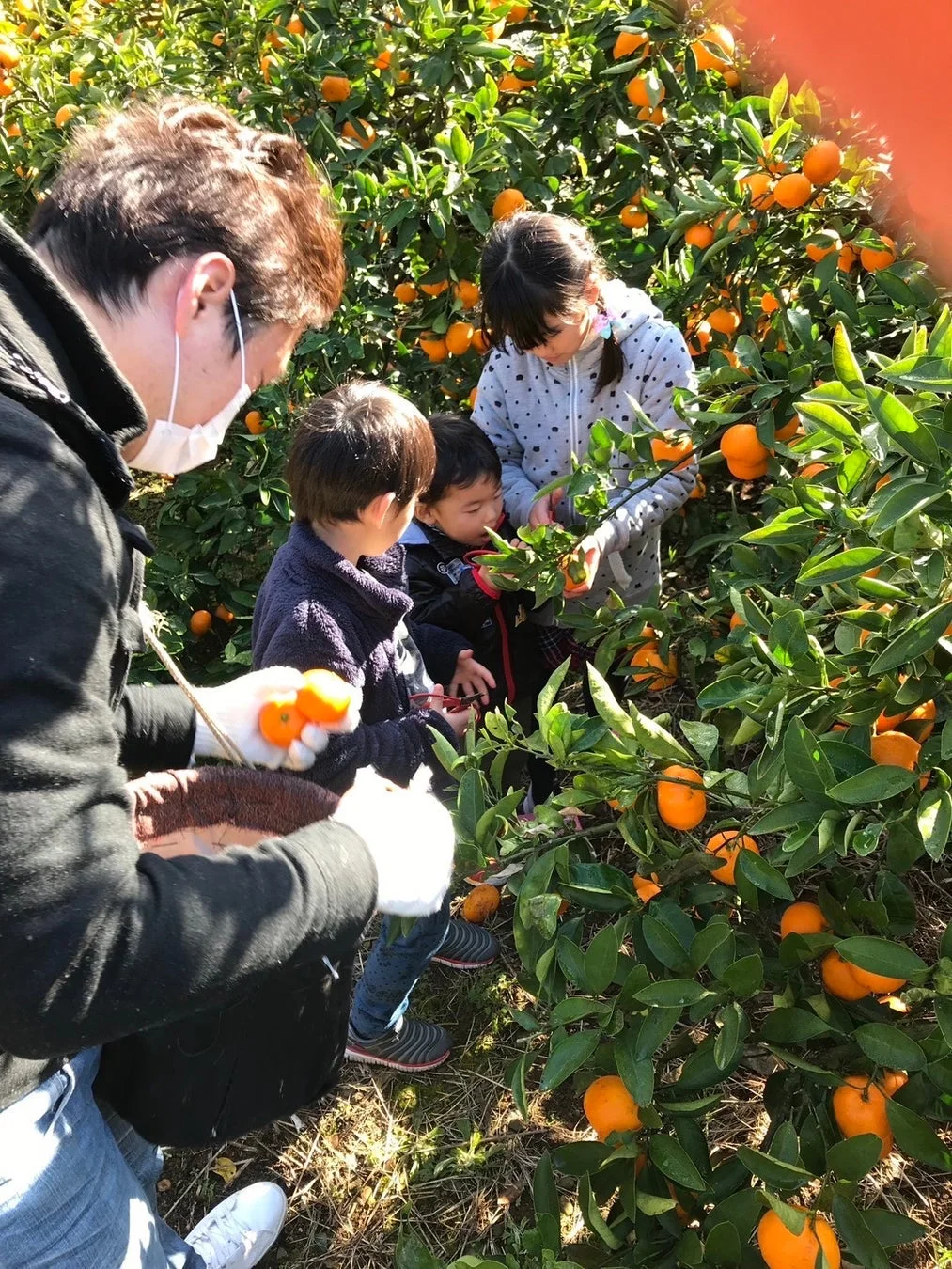 みかん狩りの家族