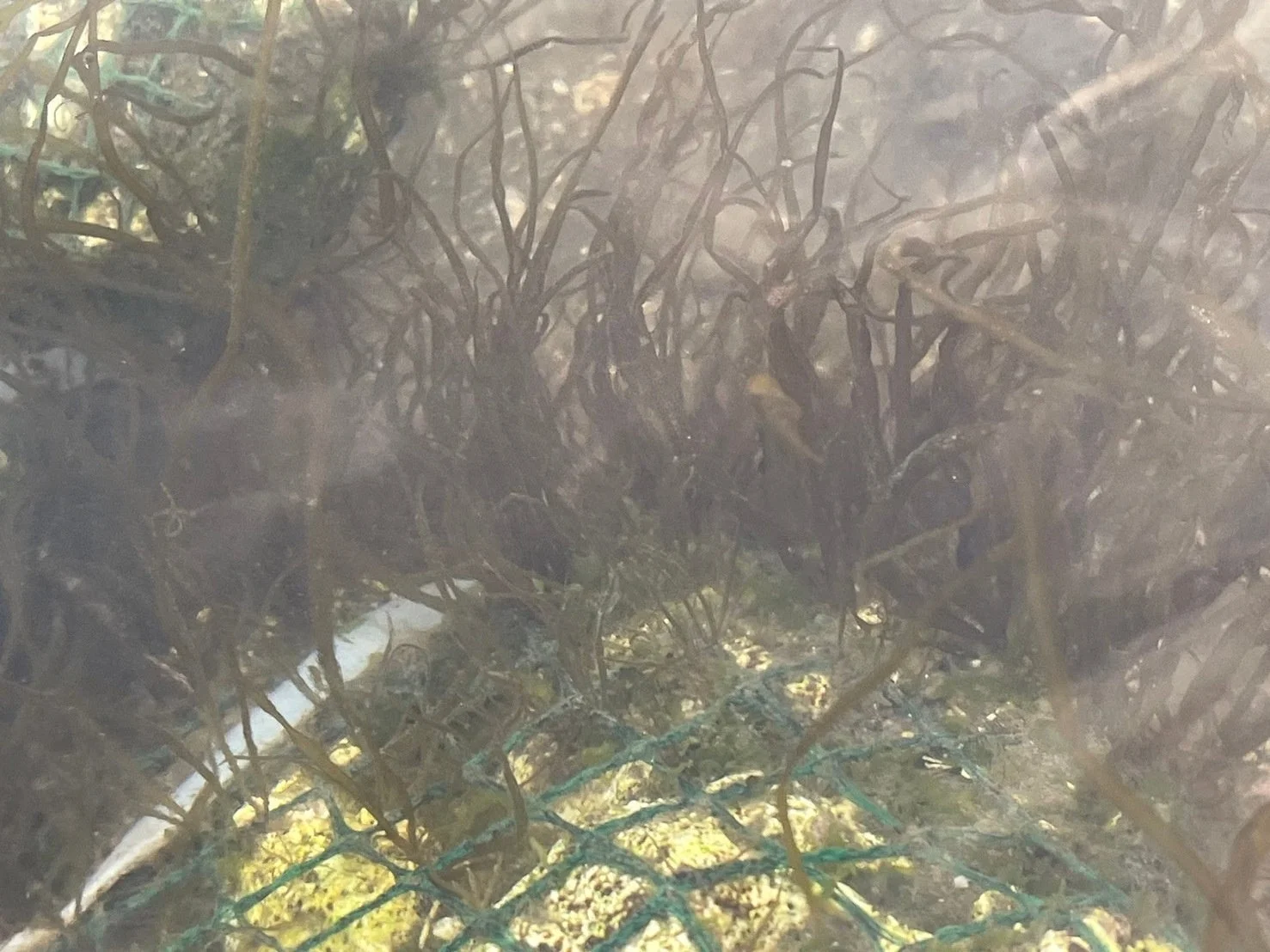 濁った水中の海藻と網