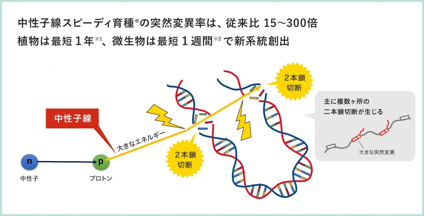 中性子線スピーディ育種®の突然変異率は、従来比 15〜300倍 植物は最短1年※1、微生物は最短1週間※2で新系統創出