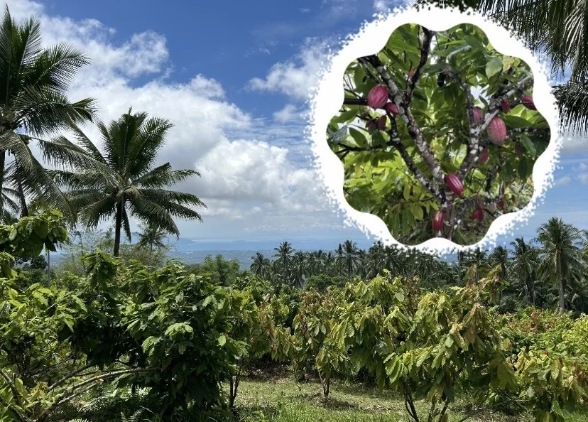 カカオ農園の風景