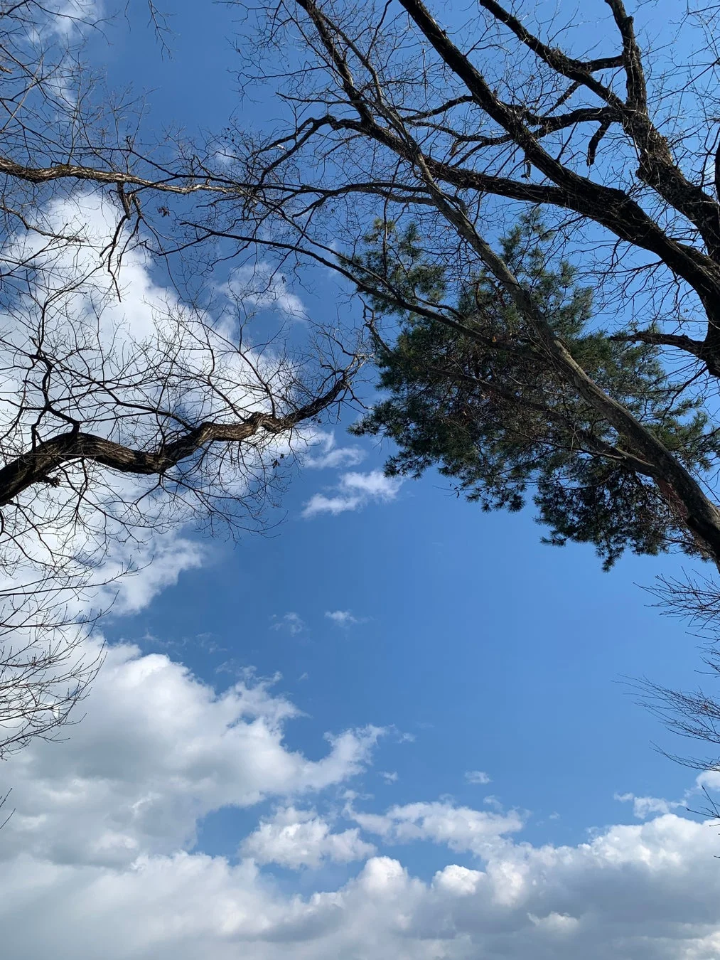 青い空に白い雲が浮かび、枝が伸びる自然の風景