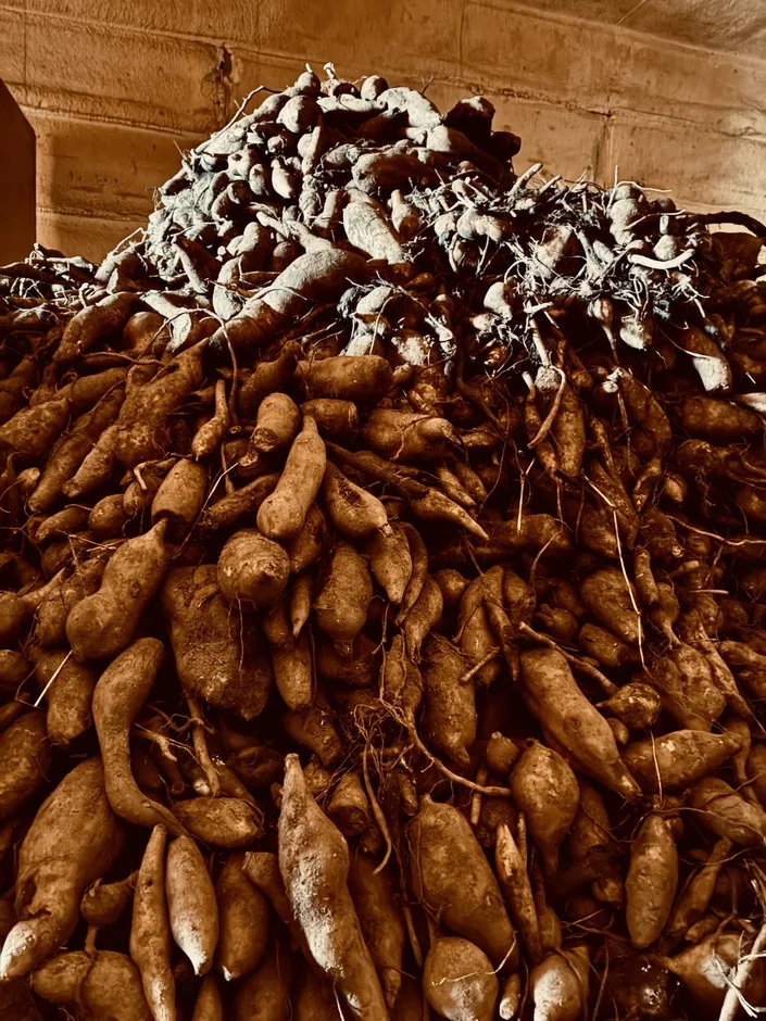 収穫されたヤーコン