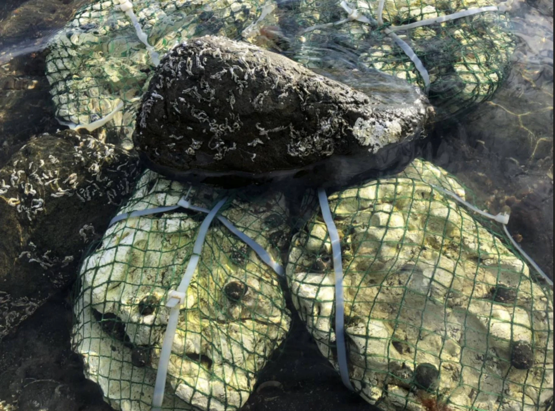 岩と網、養殖示唆