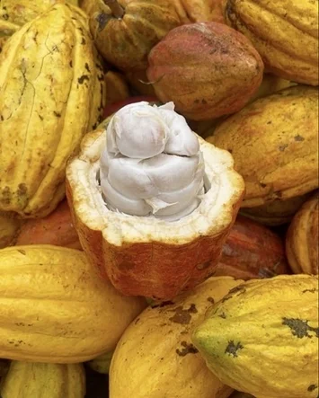 割られたカカオの実と積まれたカカオの実