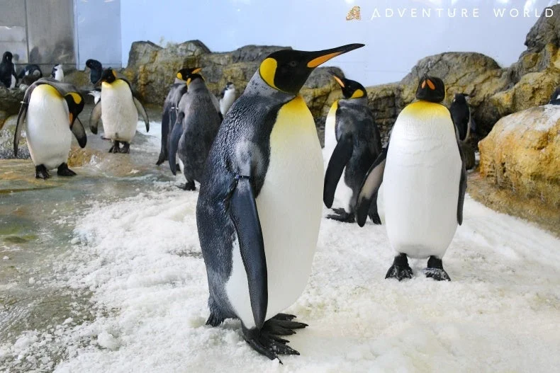 雪の降る環境で、複数のキングペンギンが立っている様子