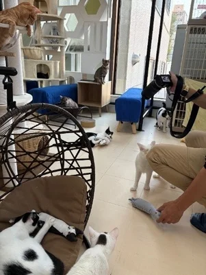 猫カフェのような空間でくつろぐ猫たち