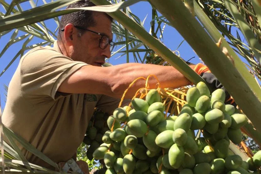 ナツメヤシの木の手入れをする男性