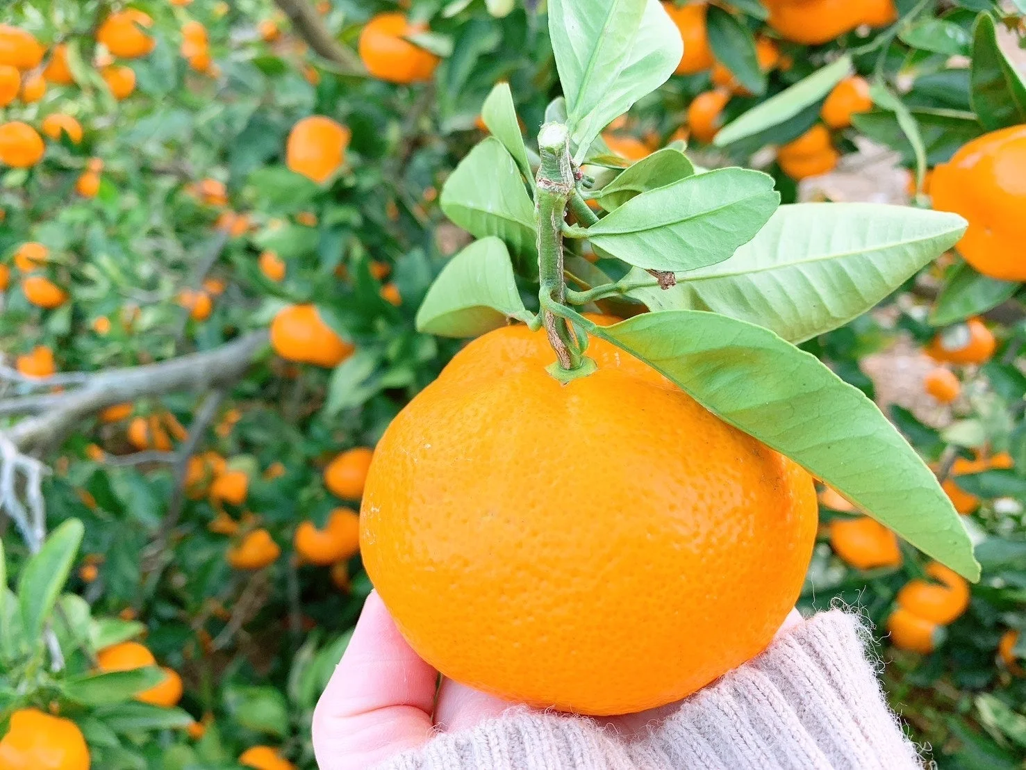 みかんを手に持っている様子