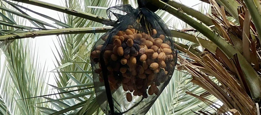 ナツメヤシの木に実ったデーツ