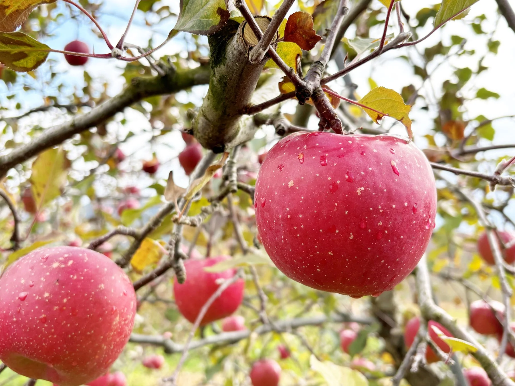 りんごの木
