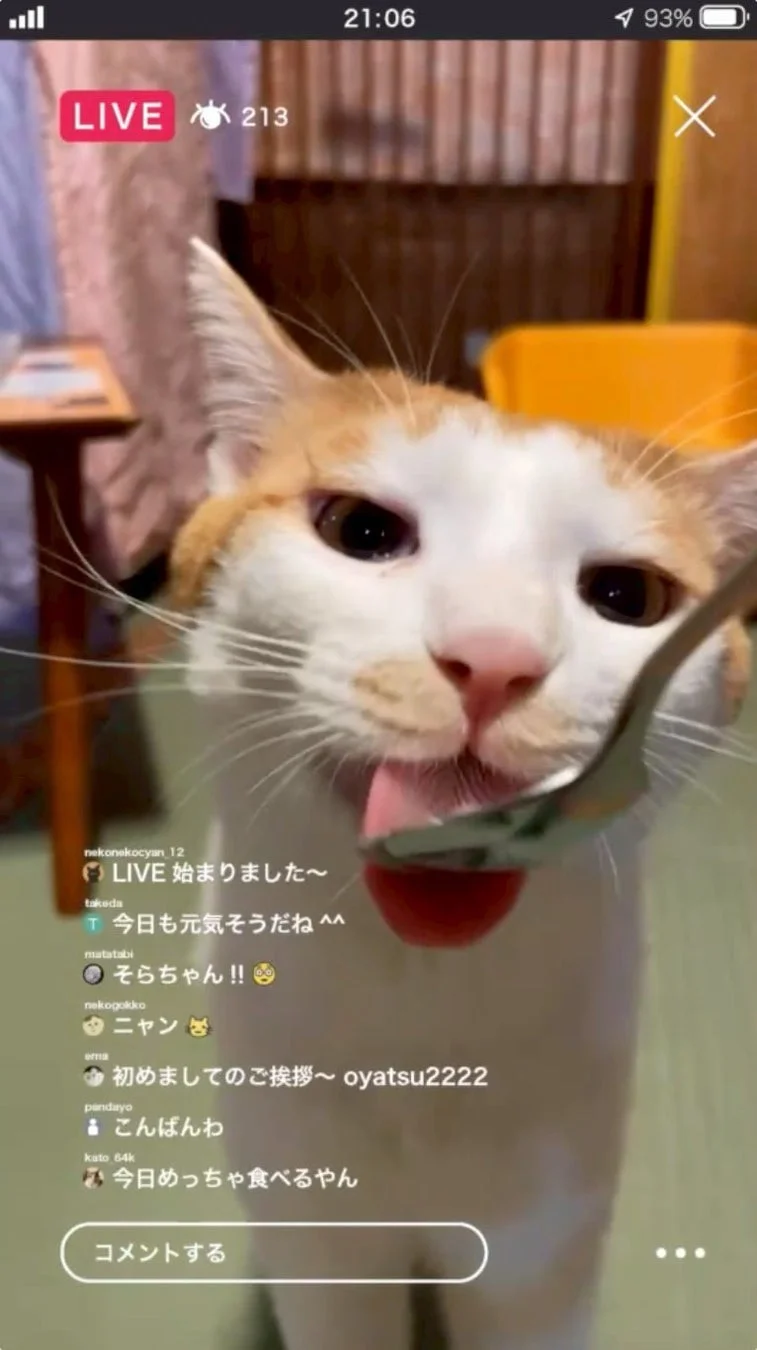 ライブ配信中に食事をする猫のクローズアップ