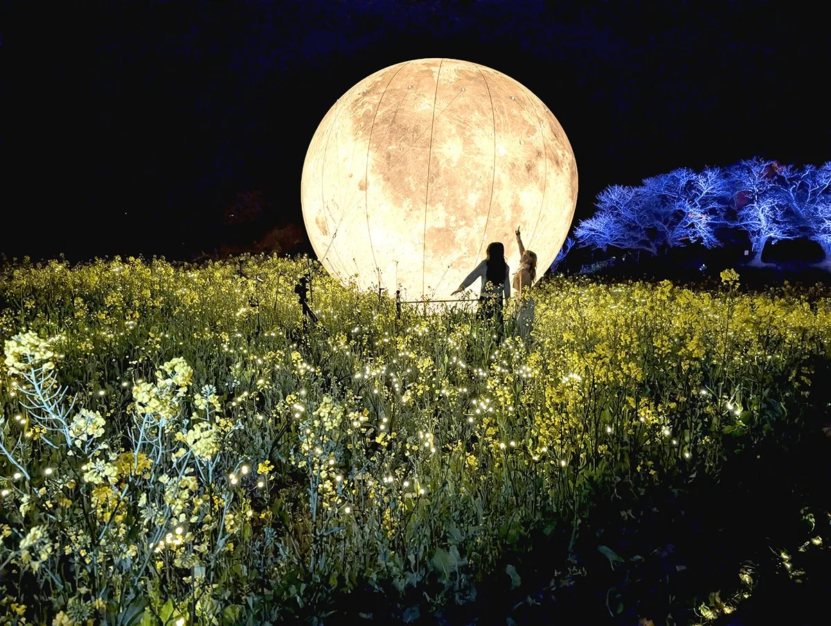 夜景、月、菜の花畑、ライトアップ