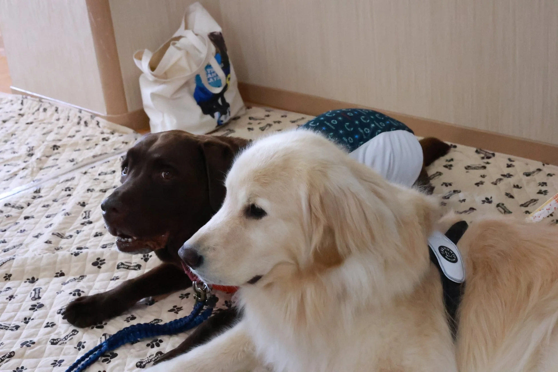 室内でくつろぐ2匹の犬