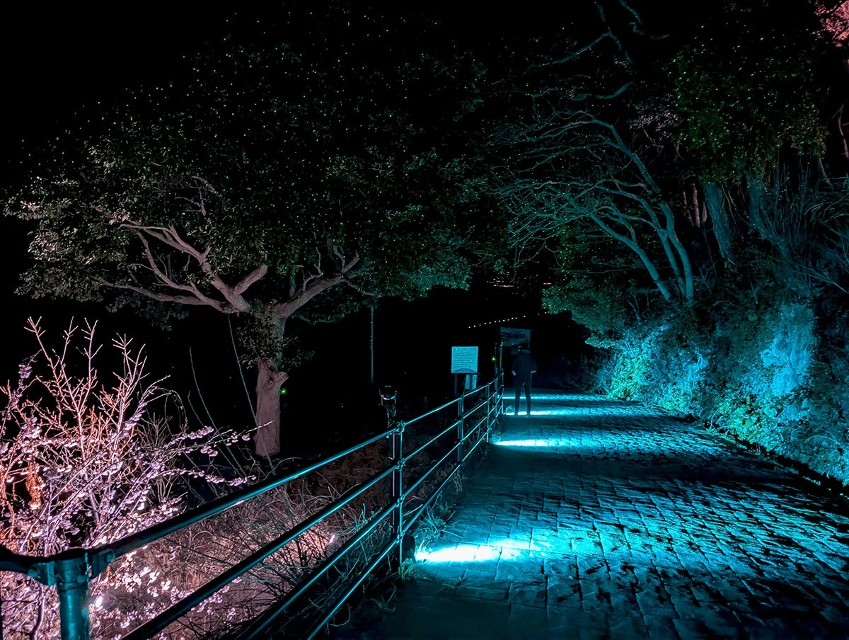 夜景、ライトアップ、散歩道